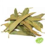 برگ اکالیپتوس