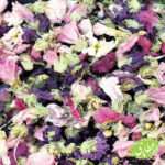 گل ختمی رنگی